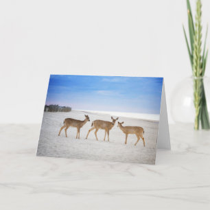 Cutest Baby Animals   Deer at the Beach Card