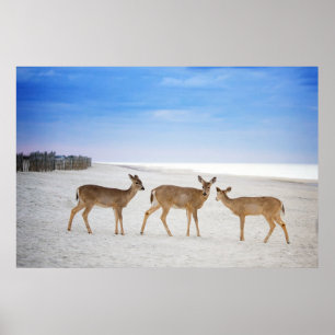 Cutest Baby Animals Deer at the Beach Poster
