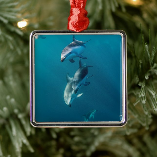 Cutest Baby Animals | Dolphin Family Metal Ornament (Tree)