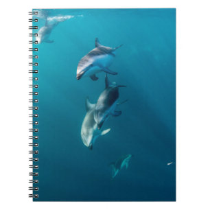 Cutest Baby Animals Dolphin Family Notebook