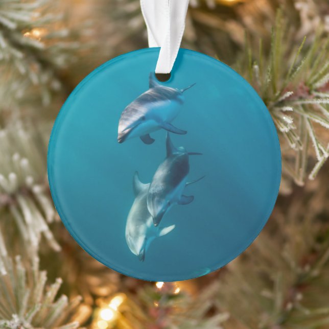 Cutest Baby Animals | Dolphin Family Ornament (Tree)
