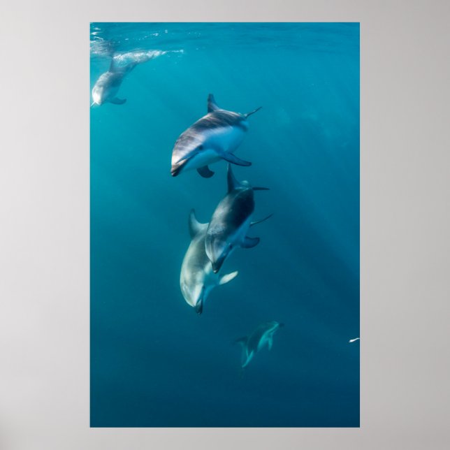 Cutest Baby Animals | Dolphin Family Poster (Front)