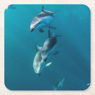 Cutest Baby Animals   Dolphin Family Square Paper Coaster