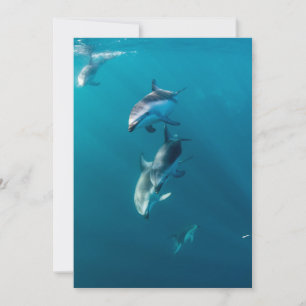 Cutest Baby Animals   Dolphin Family Thank You Card