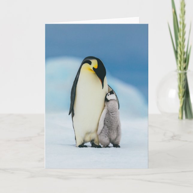 Cutest Baby Animals | Emperor Penguin Chick Card (Front)