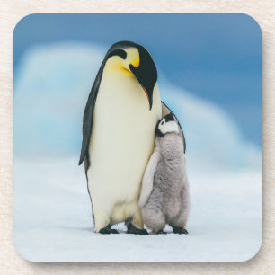 Cutest Baby Animals Emperor Penguin Chick Coaster
