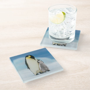 Cutest Baby Animals Emperor Penguin Chick Glass Coaster