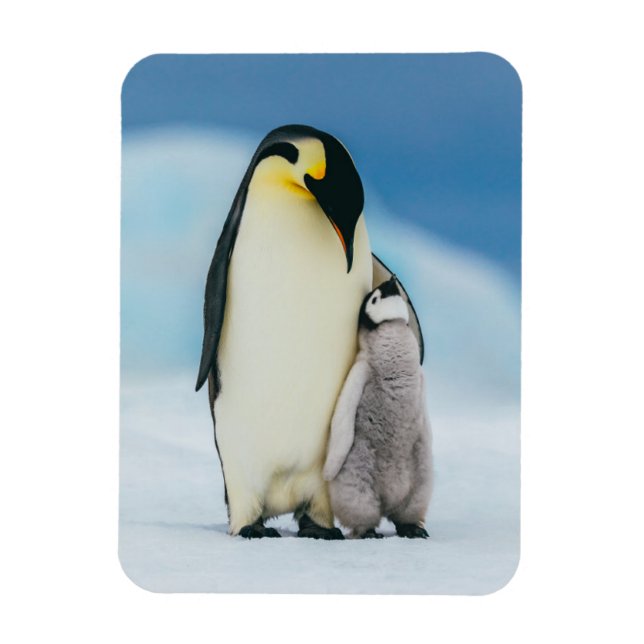 Cutest Baby Animals | Emperor Penguin Chick Magnet (Vertical)