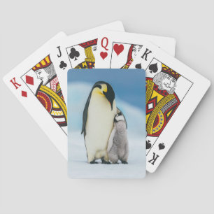 Cutest Baby Animals Emperor Penguin Chick Playing Cards