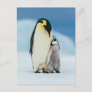 Cutest Baby Animals   Emperor Penguin Chick Postcard