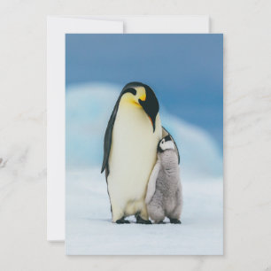 Cutest Baby Animals   Emperor Penguin Chick Thank You Card