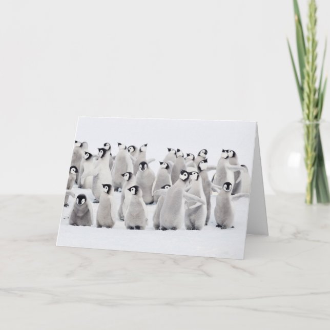 Cutest Baby Animals | Emperor Penguin Chicks Card (Front)