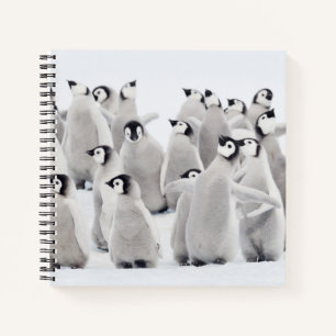 Cutest Baby Animals   Emperor Penguin Chicks Notebook