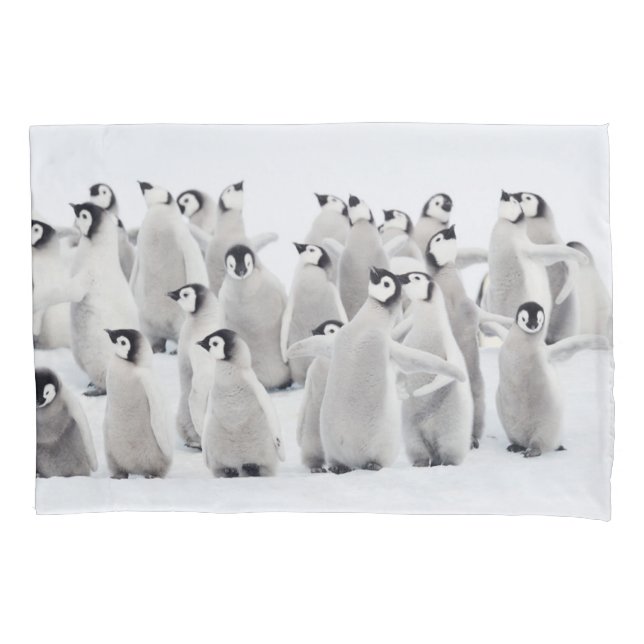 Cutest Baby Animals | Emperor Penguin Chicks Pillowcase (Front)