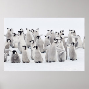 Cutest Baby Animals Emperor Penguin Chicks Poster