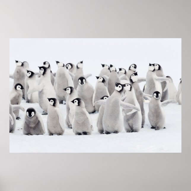 Cutest Baby Animals | Emperor Penguin Chicks Poster (Front)