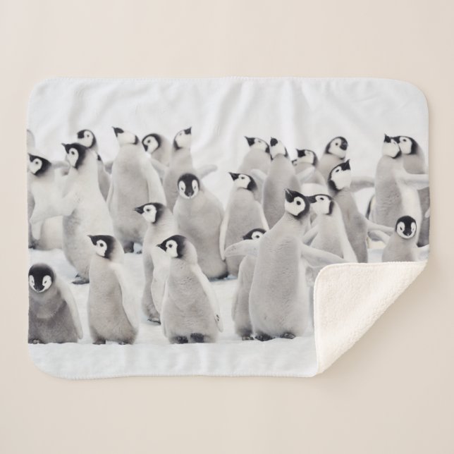 Cutest Baby Animals | Emperor Penguin Chicks Sherpa Blanket (Front (Horizontal))
