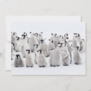 Cutest Baby Animals Emperor Penguin Chicks Thank You Card