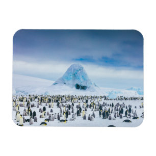 Cutest Baby Animals Emperor Penguin Colony Magnet