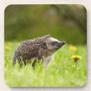 Cutest Baby Animals European Hedgehog Coaster