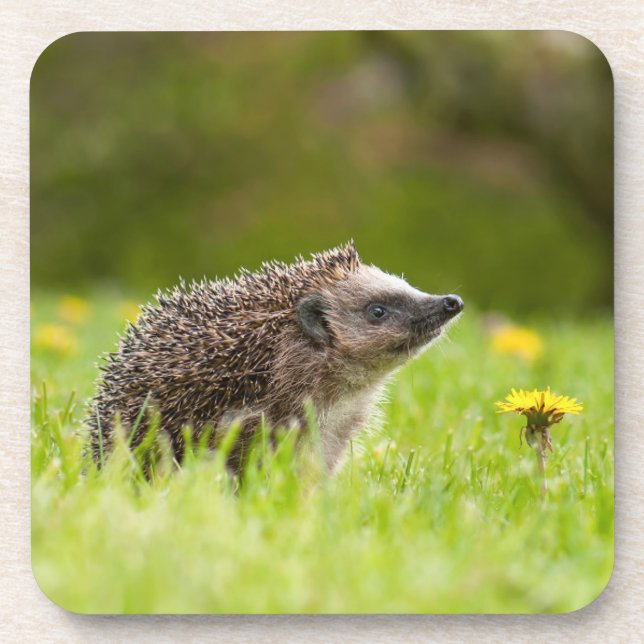 Cutest Baby Animals | European Hedgehog Coaster (Front)