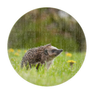 Cutest Baby Animals European Hedgehog Cutting Board