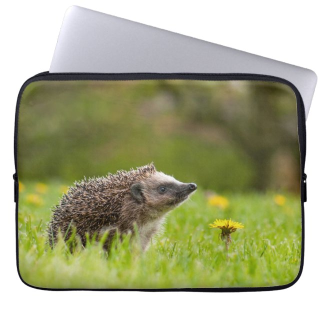 Cutest Baby Animals | European Hedgehog Laptop Sleeve (Front)