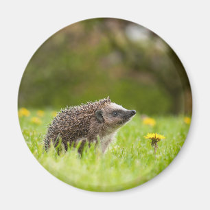 Cutest Baby Animals   European Hedgehog Magnet