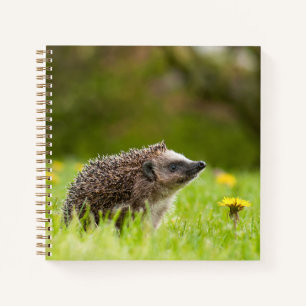 Cutest Baby Animals   European Hedgehog Notebook