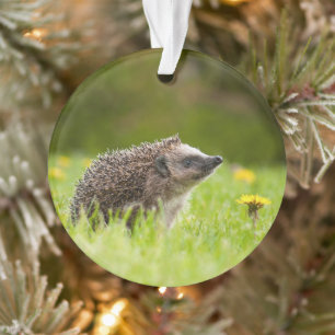 Cutest Baby Animals   European Hedgehog Ornament