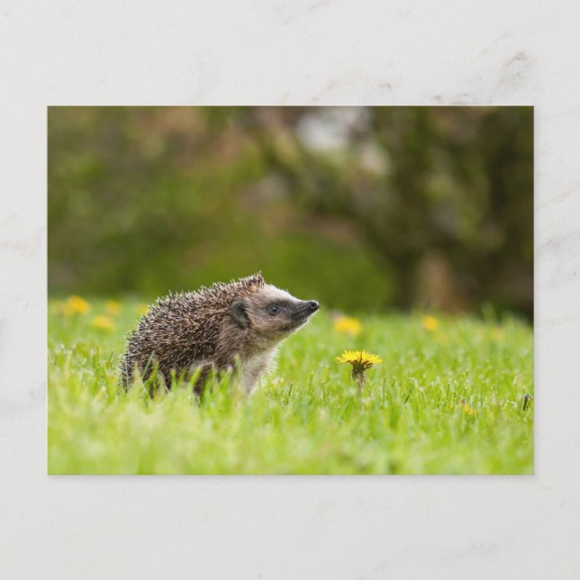 Cutest Baby Animals | European Hedgehog Postcard (Front)