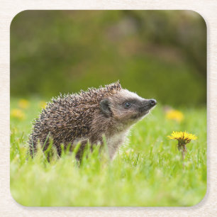 Cutest Baby Animals European Hedgehog Square Paper Coaster