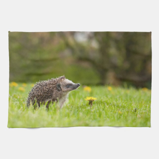 Cutest Baby Animals | European Hedgehog Tea Towel (Horizontal)