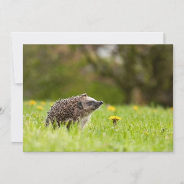 Cutest Baby Animals | European Hedgehog Thank You Card (Front)