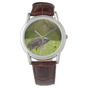 Cutest Baby Animals European Hedgehog Watch