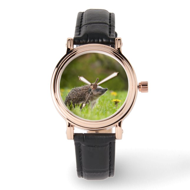 Cutest Baby Animals | European Hedgehog Watch (Front)