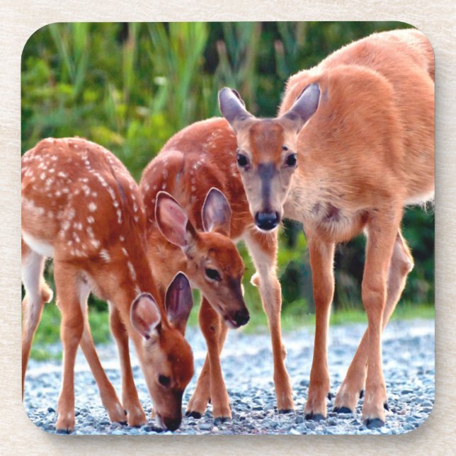 Cutest Baby Animals | Fawn with Babies Coaster (Front)