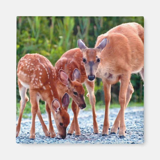 Cutest Baby Animals | Fawn with Babies Magnet (Front)