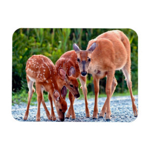 Cutest Baby Animals   Fawn with Babies Magnet