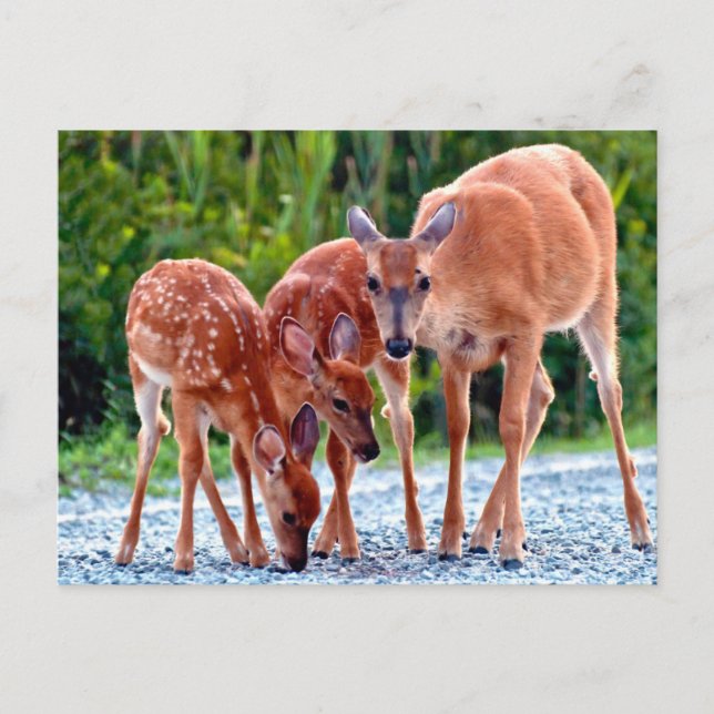 Cutest Baby Animals | Fawn with Babies Postcard (Front)