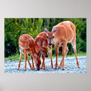 Cutest Baby Animals Fawn with Babies Poster