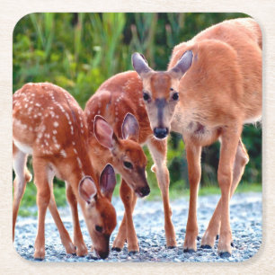 Cutest Baby Animals Fawn with Babies Square Paper Coaster