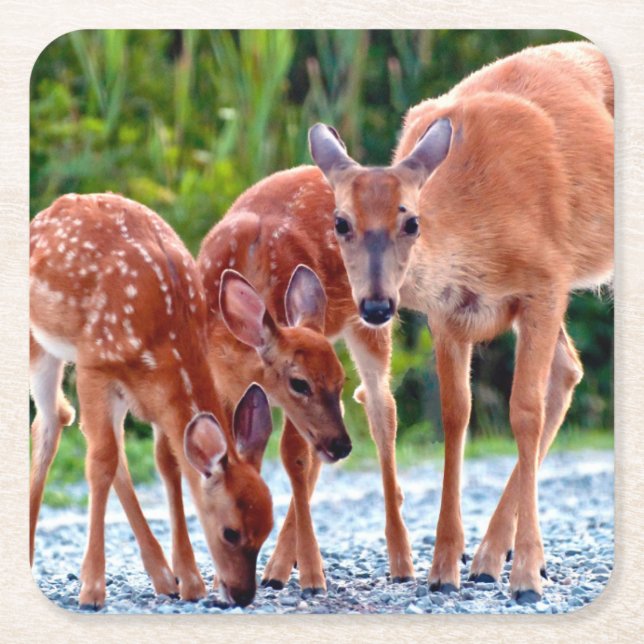 Cutest Baby Animals | Fawn with Babies Square Paper Coaster (Front)