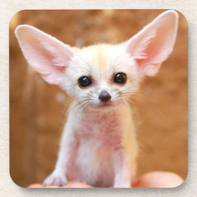 Cutest Baby Animals | Fennec Fox Coaster (Front)