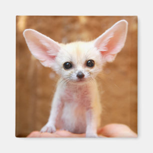 Cutest Baby Animals Fennec Fox Magnet
