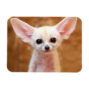 Cutest Baby Animals Fennec Fox Magnet