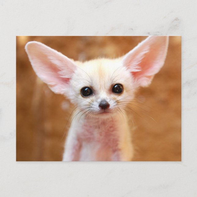Cutest Baby Animals | Fennec Fox Postcard (Front)