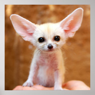 Cutest Baby Animals   Fennec Fox Poster