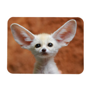 Cutest Baby Animals Fennec Fox Pup Magnet