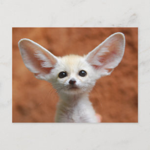 Cutest Baby Animals Fennec Fox Pup Postcard